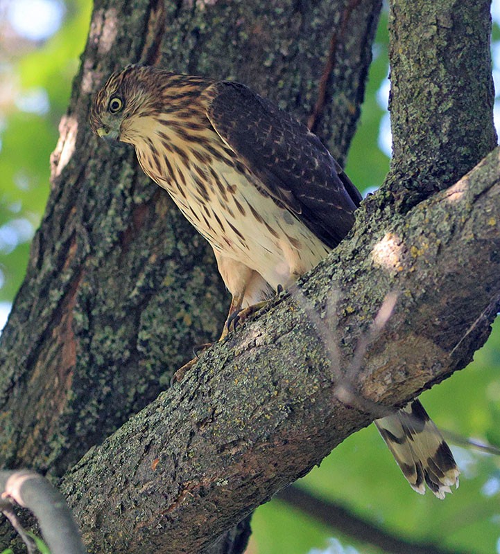 Cooper's Hawk - ML624026501