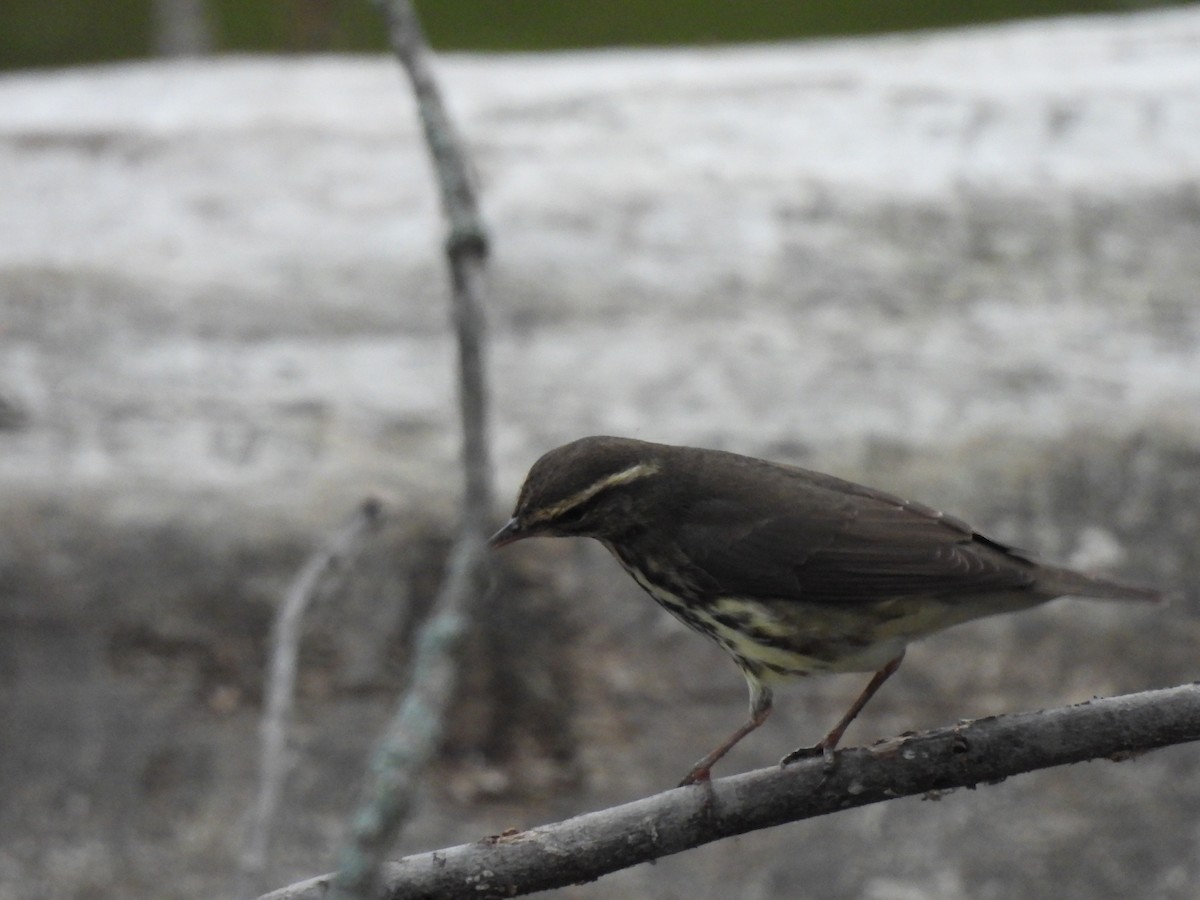 Northern Waterthrush - ML624026515