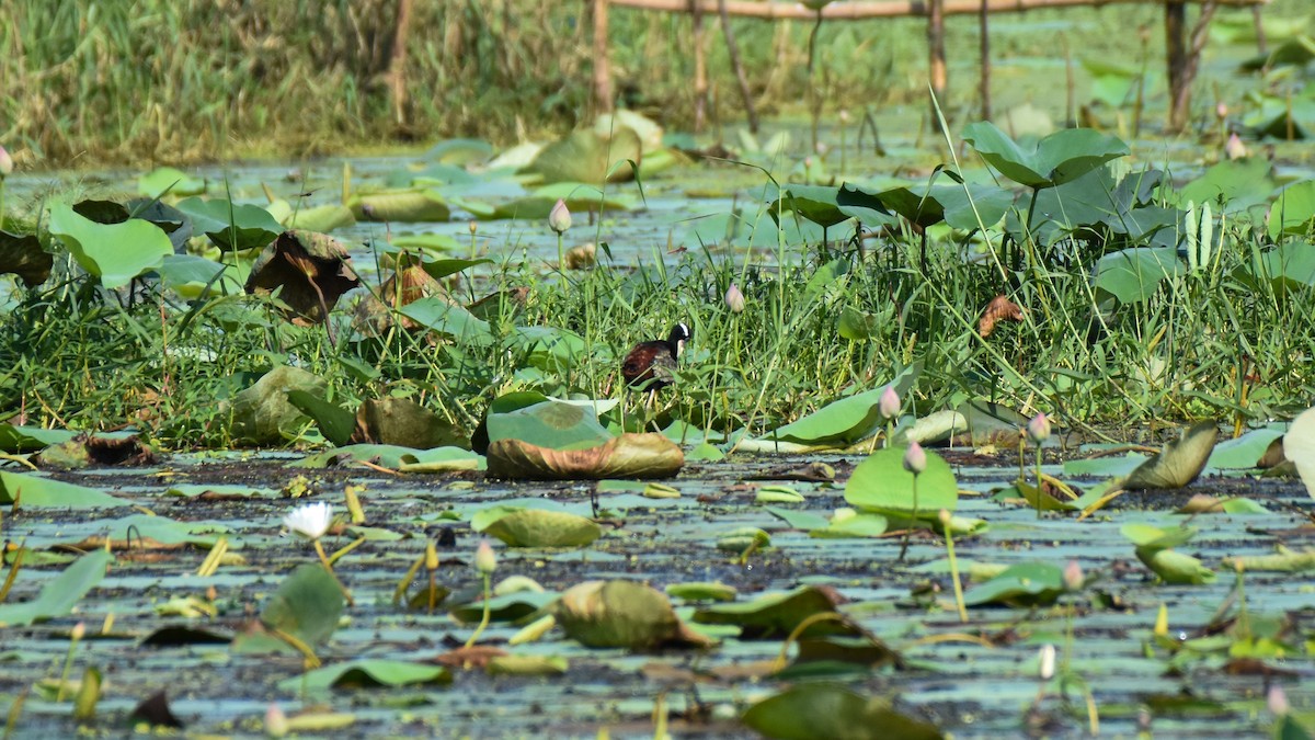 Bronze-winged Jacana - ML624026517