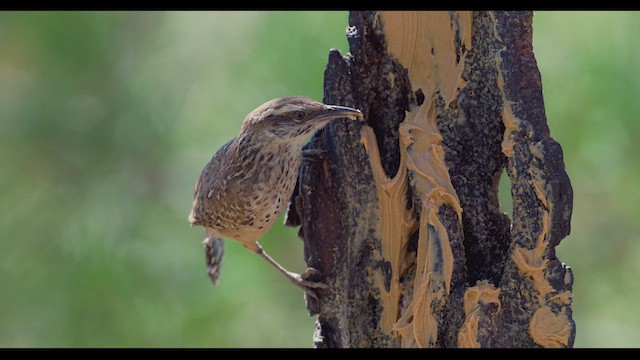 Cactus Wren - ML624026518