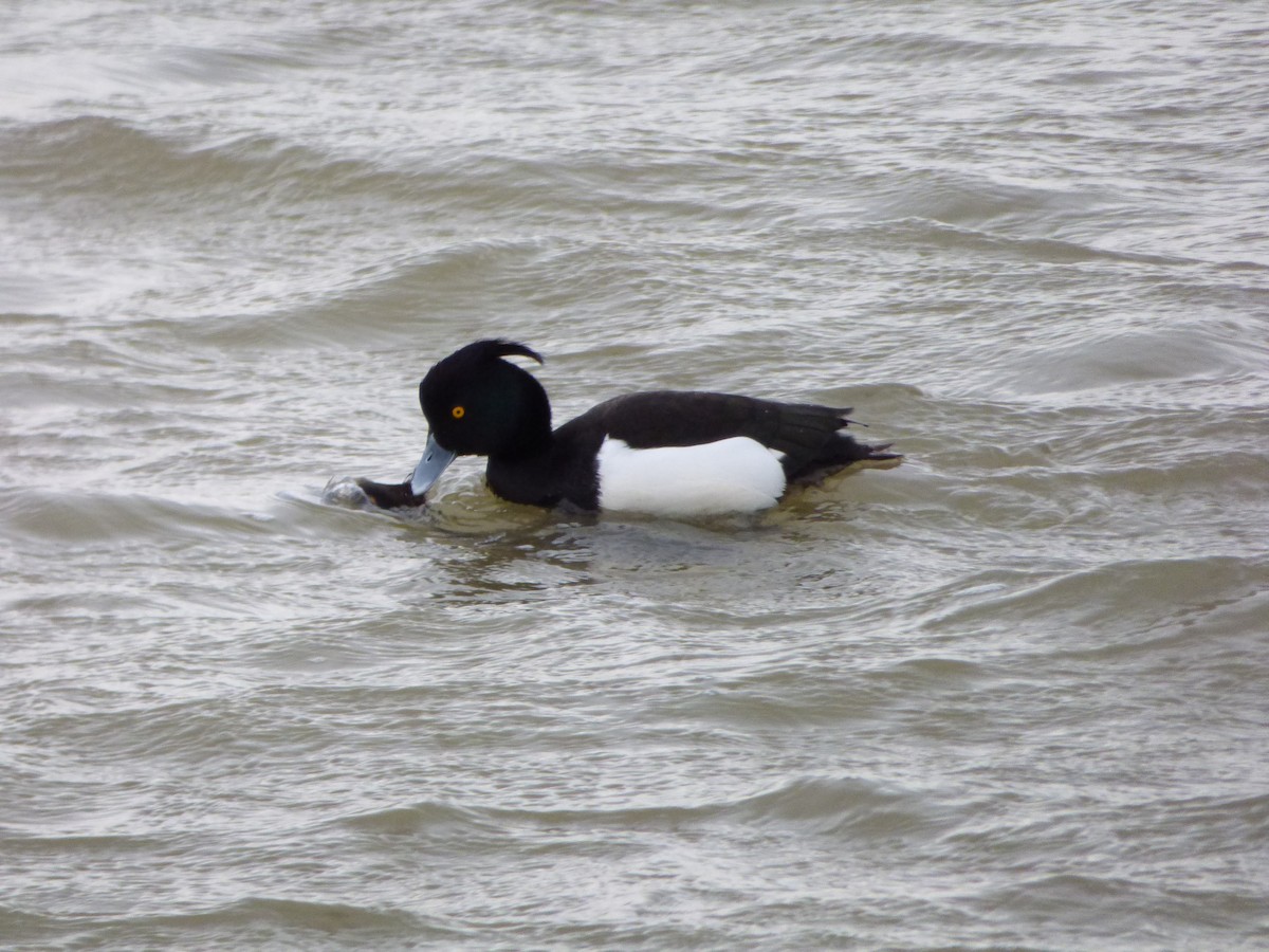 Tufted Duck - ML624026530