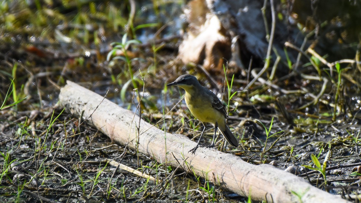 Eastern Yellow Wagtail - ML624026531