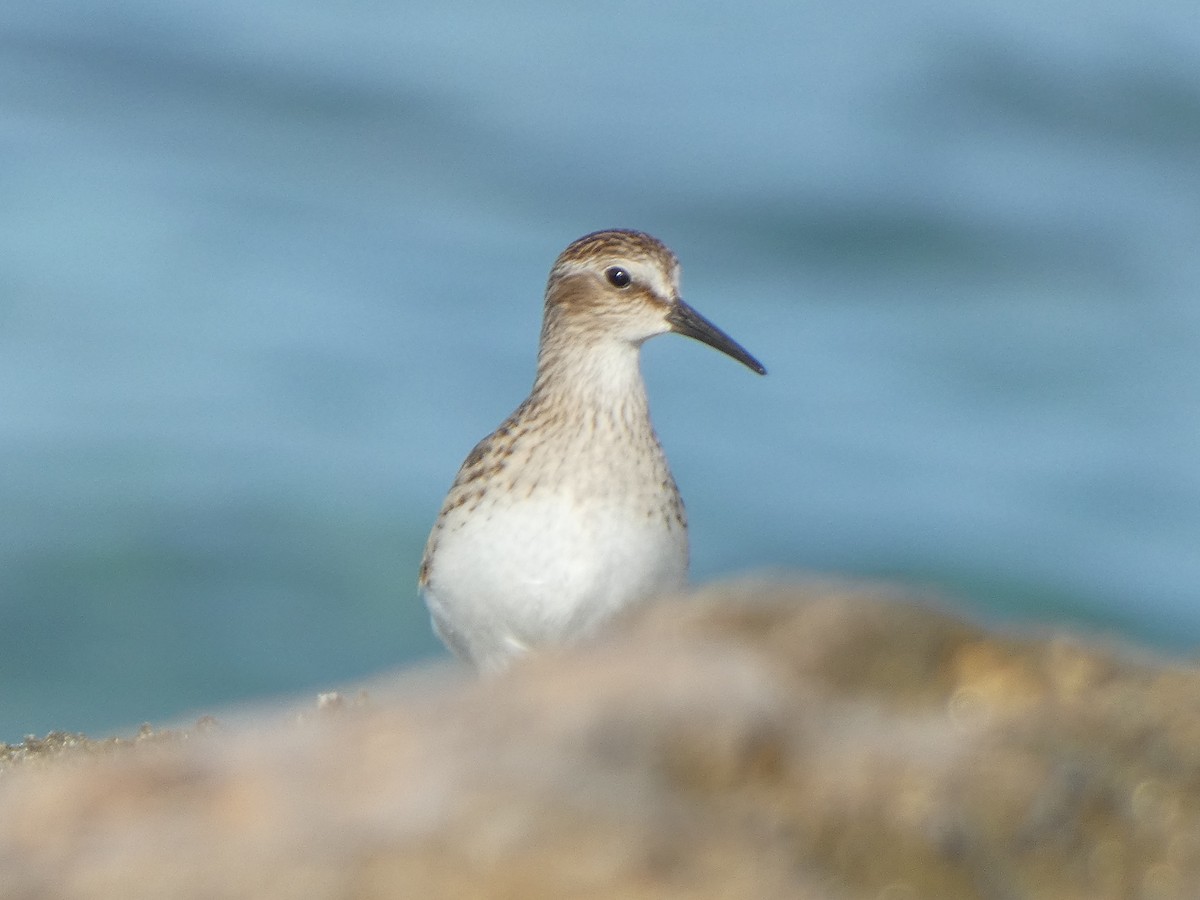 Least Sandpiper - ML624026538