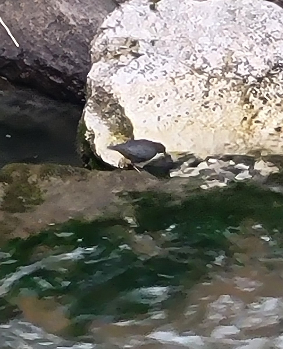 White-throated Dipper - ML624026546