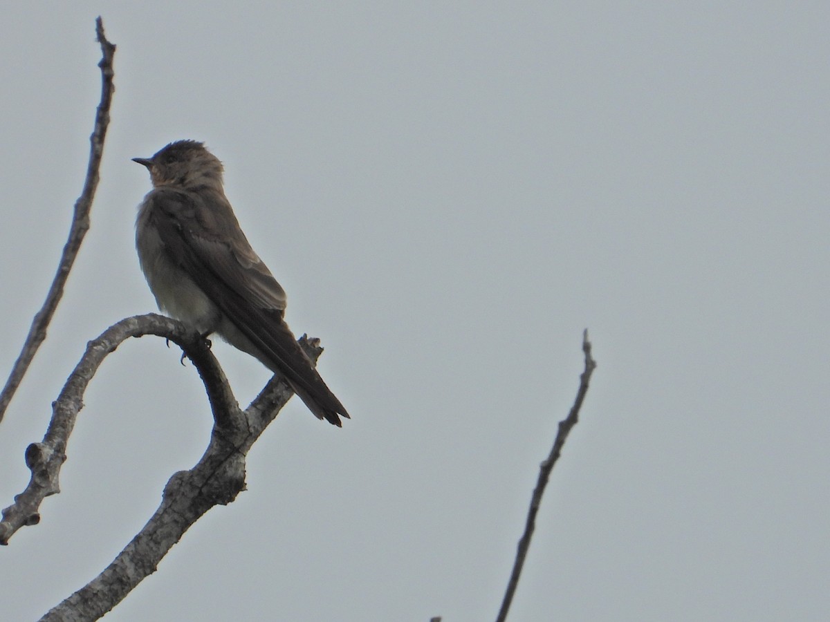 Southern Rough-winged Swallow - ML624026548