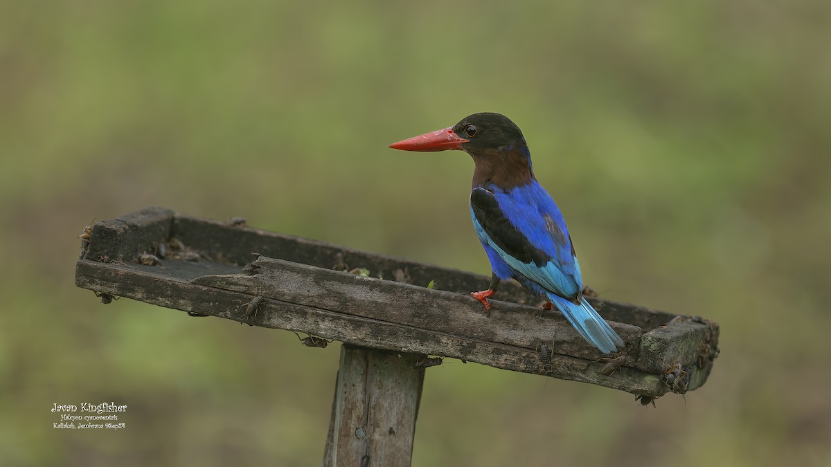 Javan Kingfisher - Kenneth Cheong