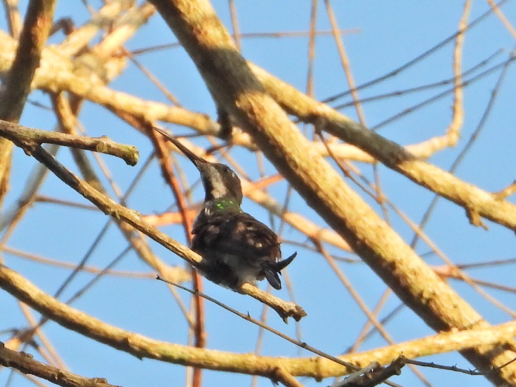 Black-throated Mango - Ramon Mena