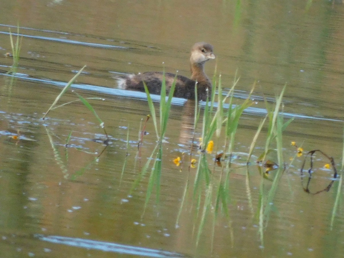 Pied-billed Grebe - ML624026580