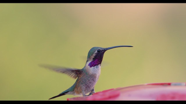 アカヒゲハチドリ - ML624026596