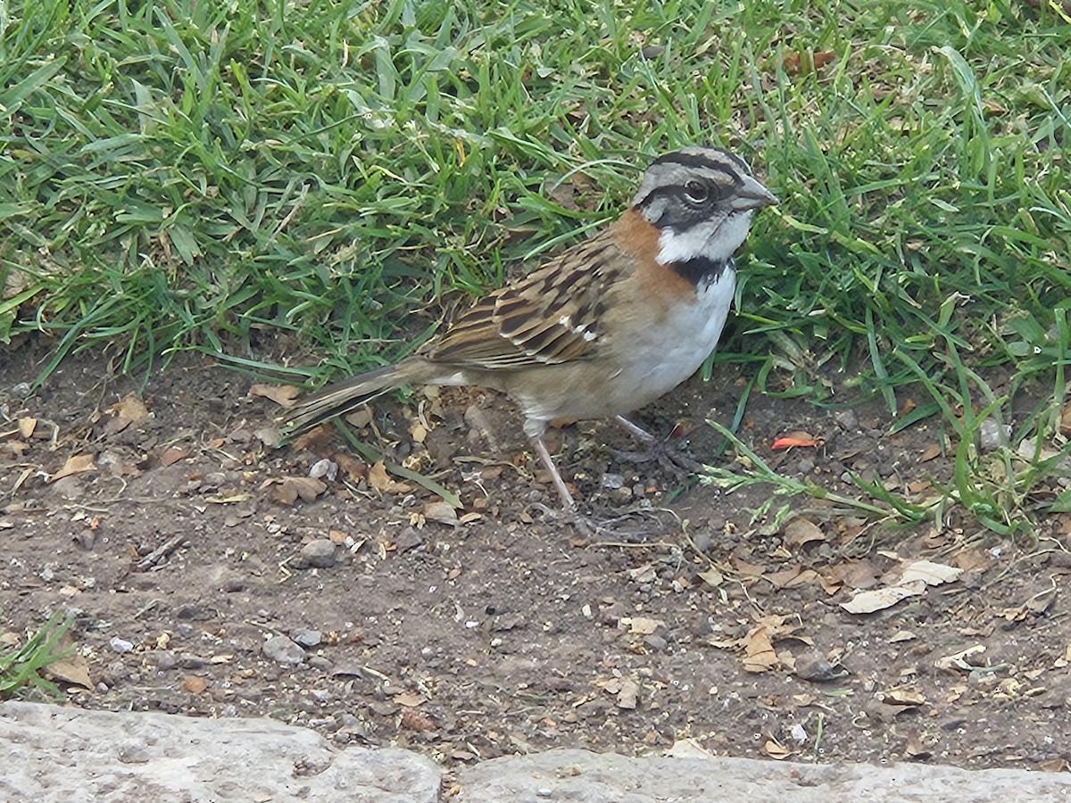 Rufous-collared Sparrow - José María Fernández Zapata