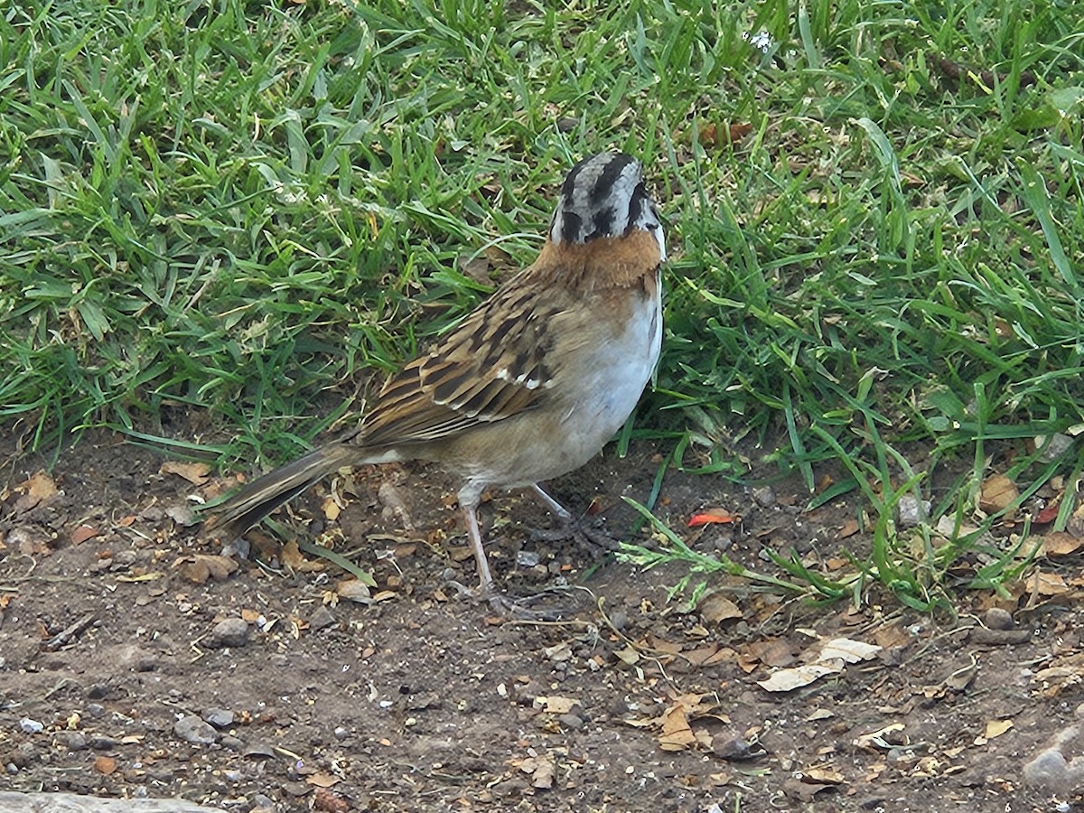 Rufous-collared Sparrow - ML624026601