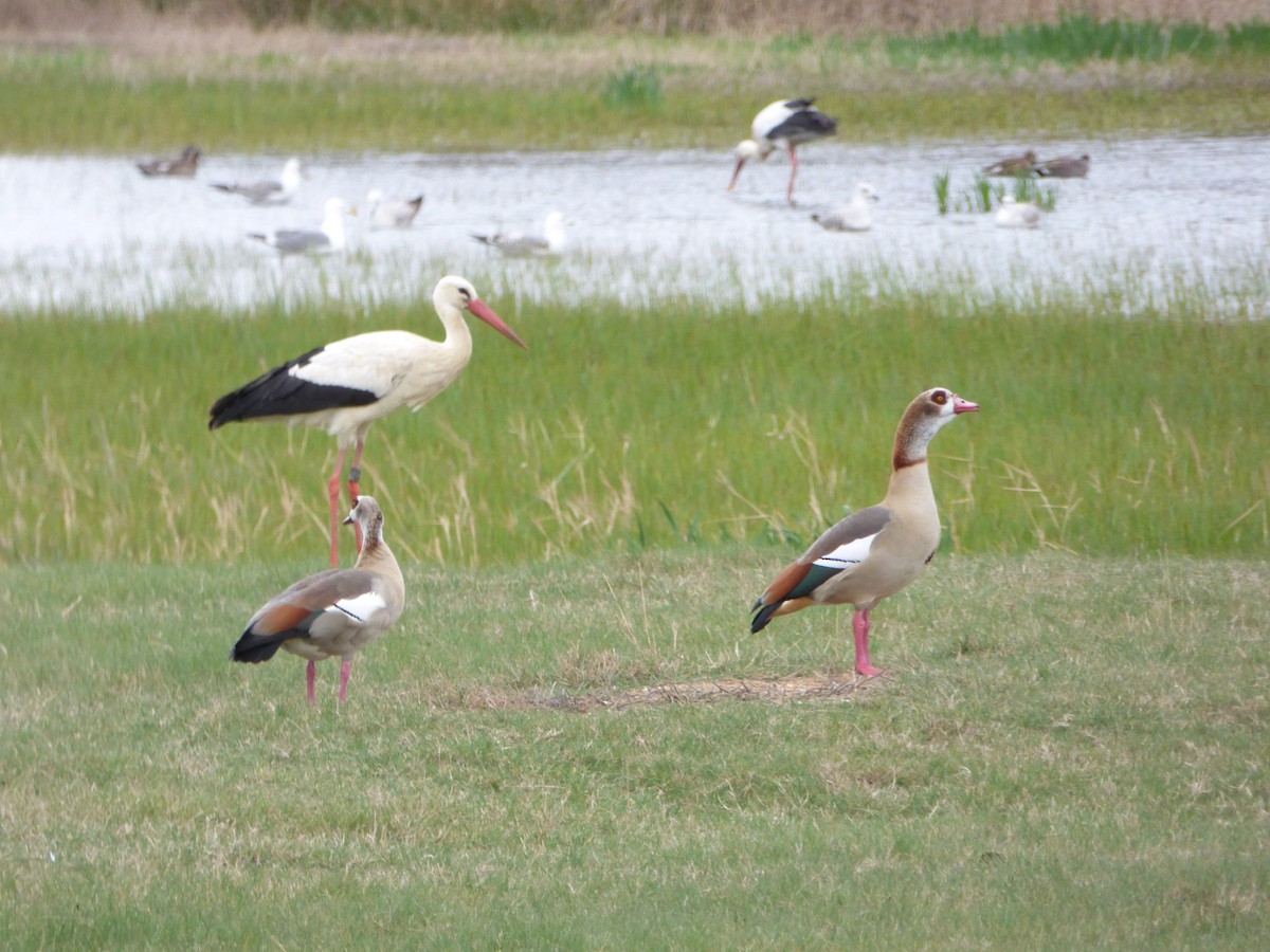 Egyptian Goose - ML624026608