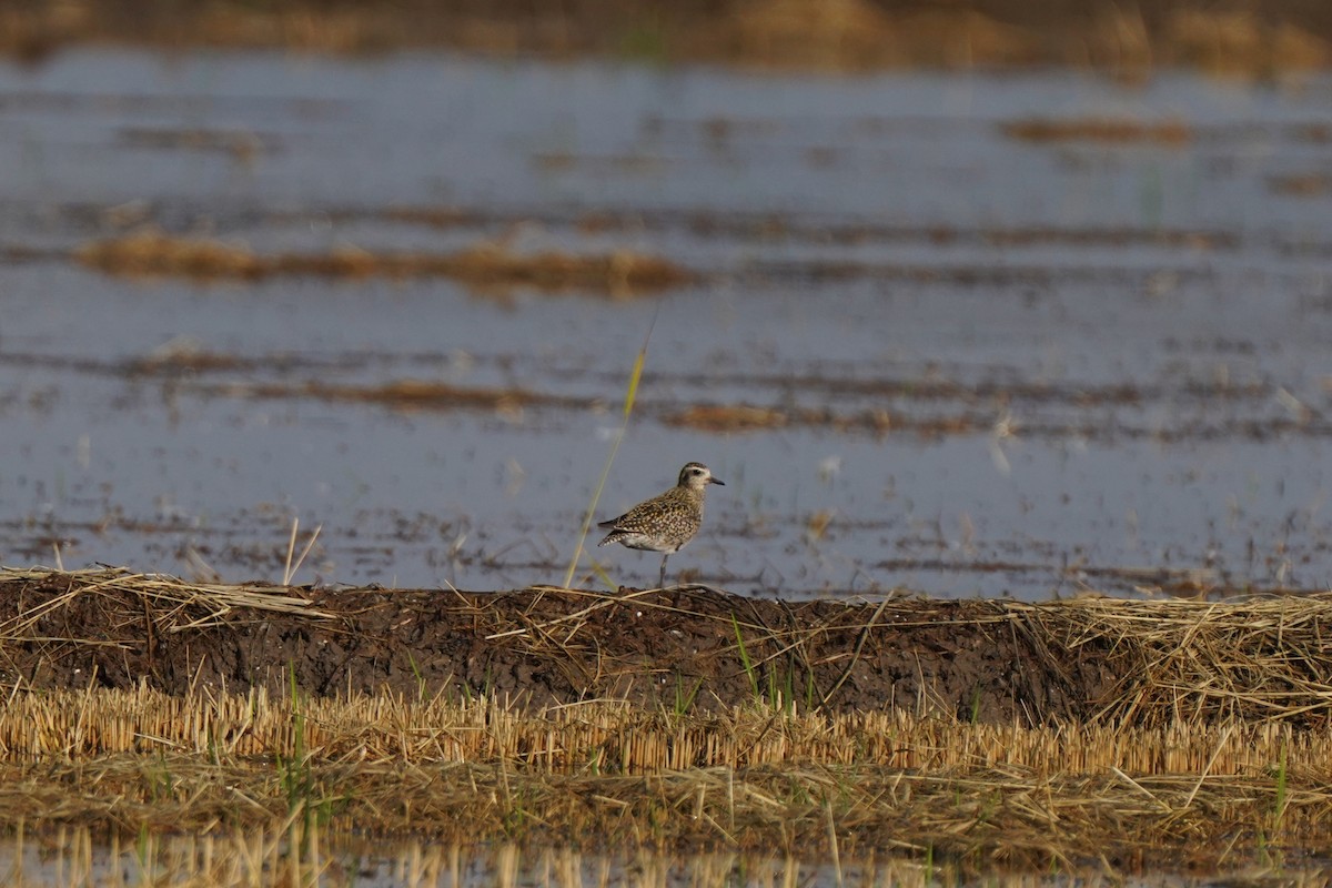 Pacific Golden-Plover - ML624026617