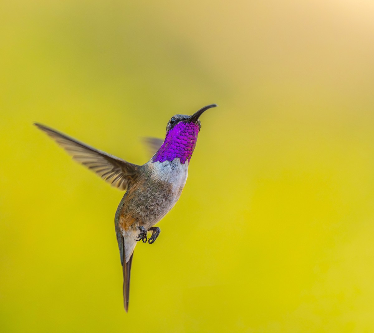 Lucifer Hummingbird - ML624026621