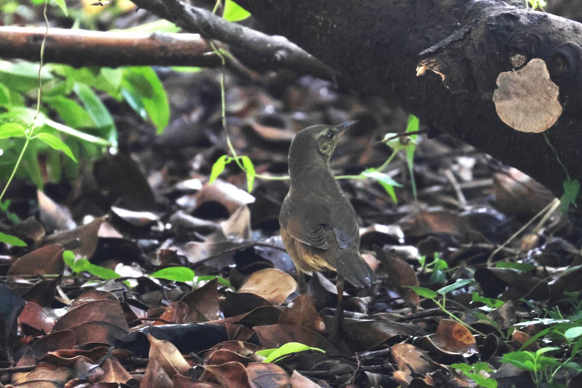 Gray's Grasshopper Warbler - 尤 俊華