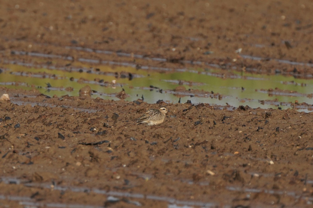 Eurasian Dotterel - Guillem De los Santos Pérez