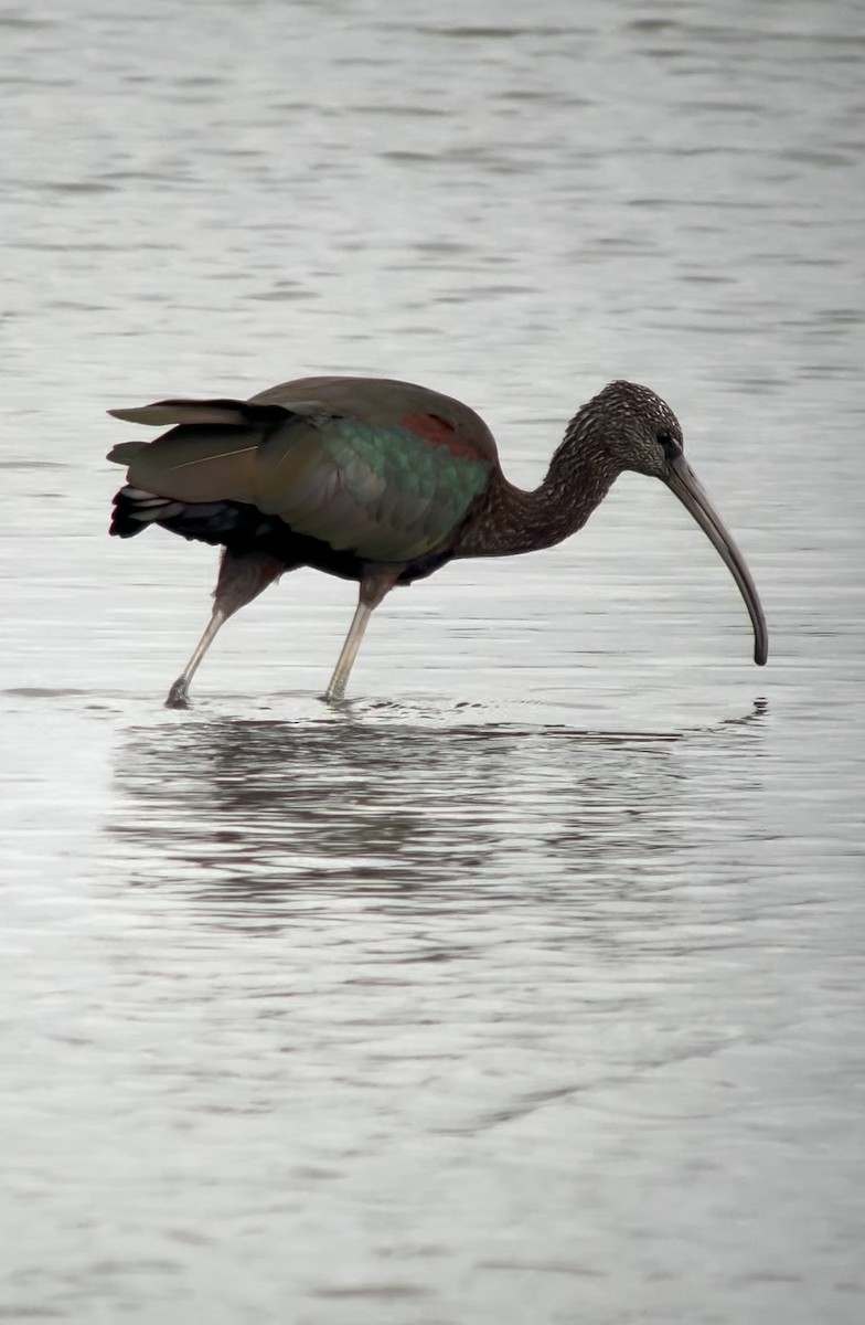 Glossy Ibis - ML624026642