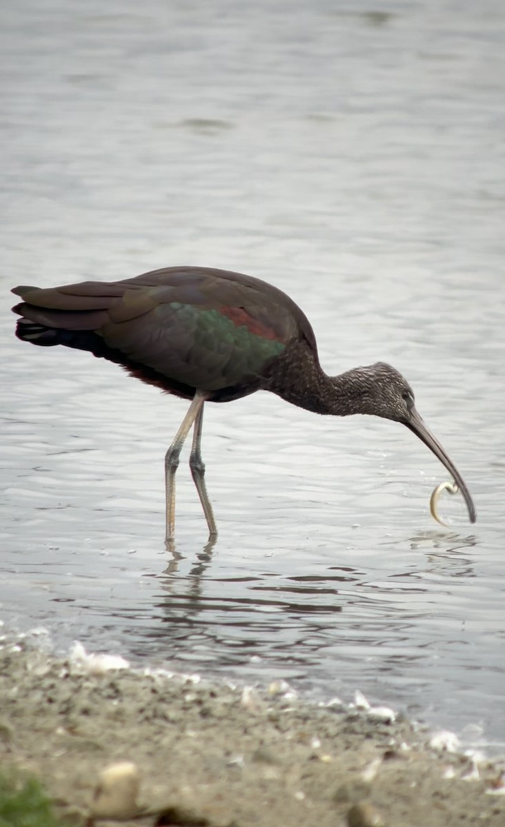 Glossy Ibis - ML624026643