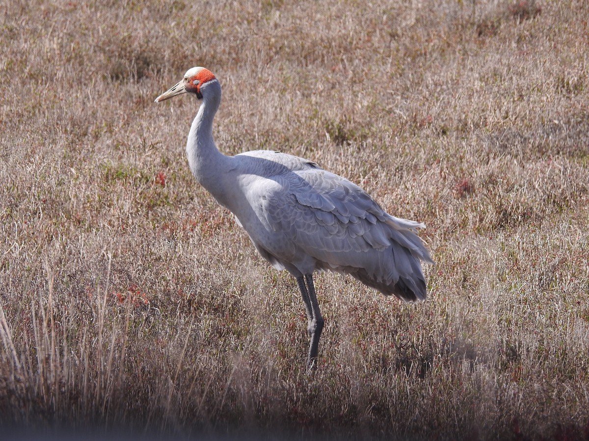 Grue brolga - ML624026655