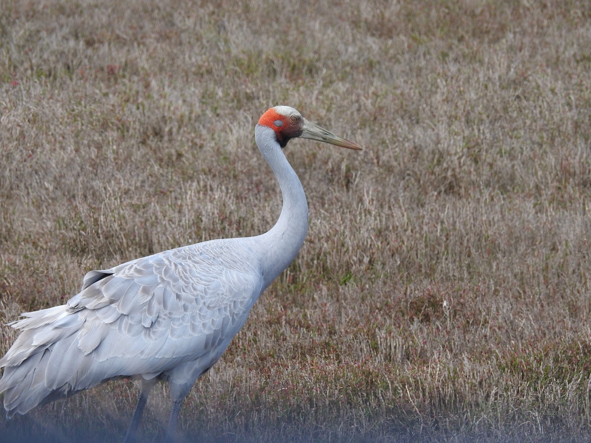 Grue brolga - ML624026657