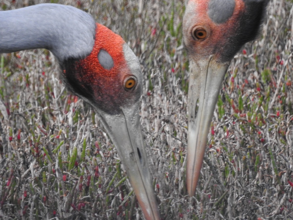 Grue brolga - ML624026659