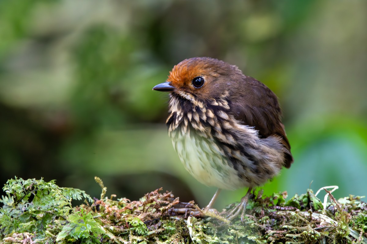 Ochre-fronted Antpitta - ML624026669