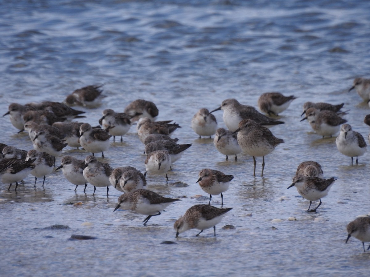 Red-necked Stint - ML624026673