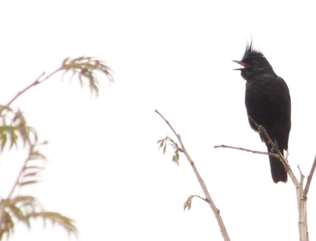 Crested Black-Tyrant - Miguel  Magro