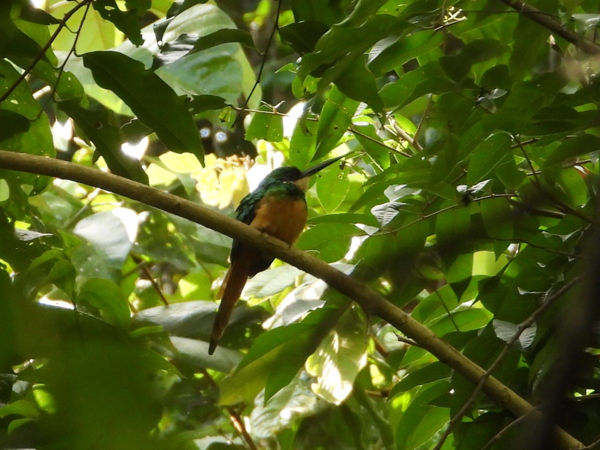 Rufous-tailed Jacamar - Ramon Mena