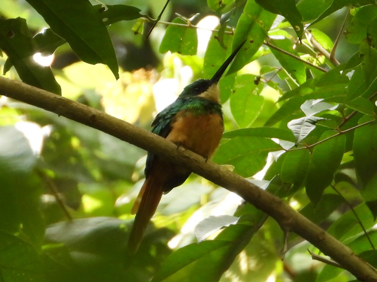 Rufous-tailed Jacamar - ML624026678