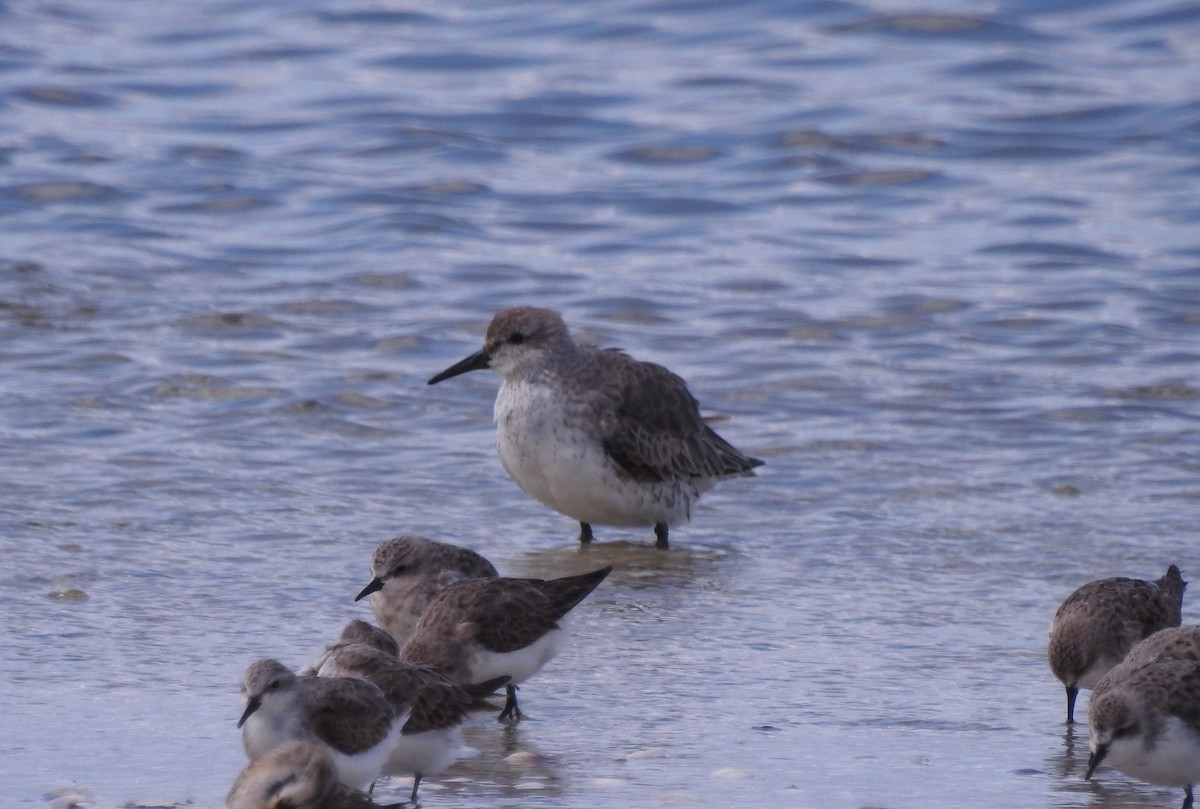 Red Knot - ML624026679