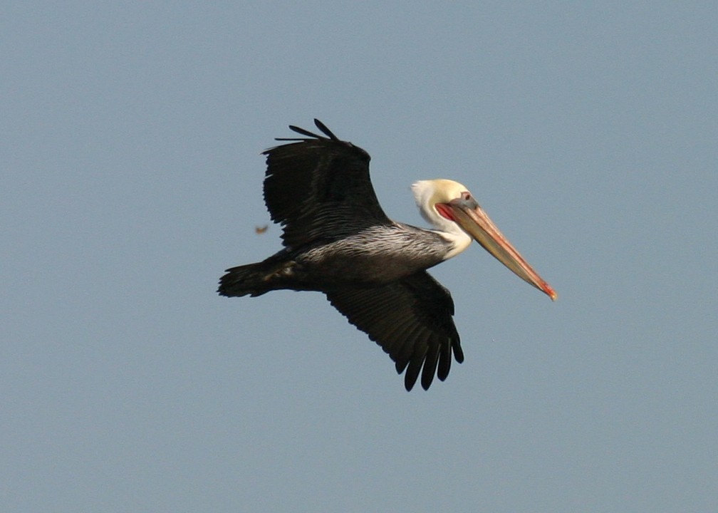 Brown Pelican - Linda Dalton