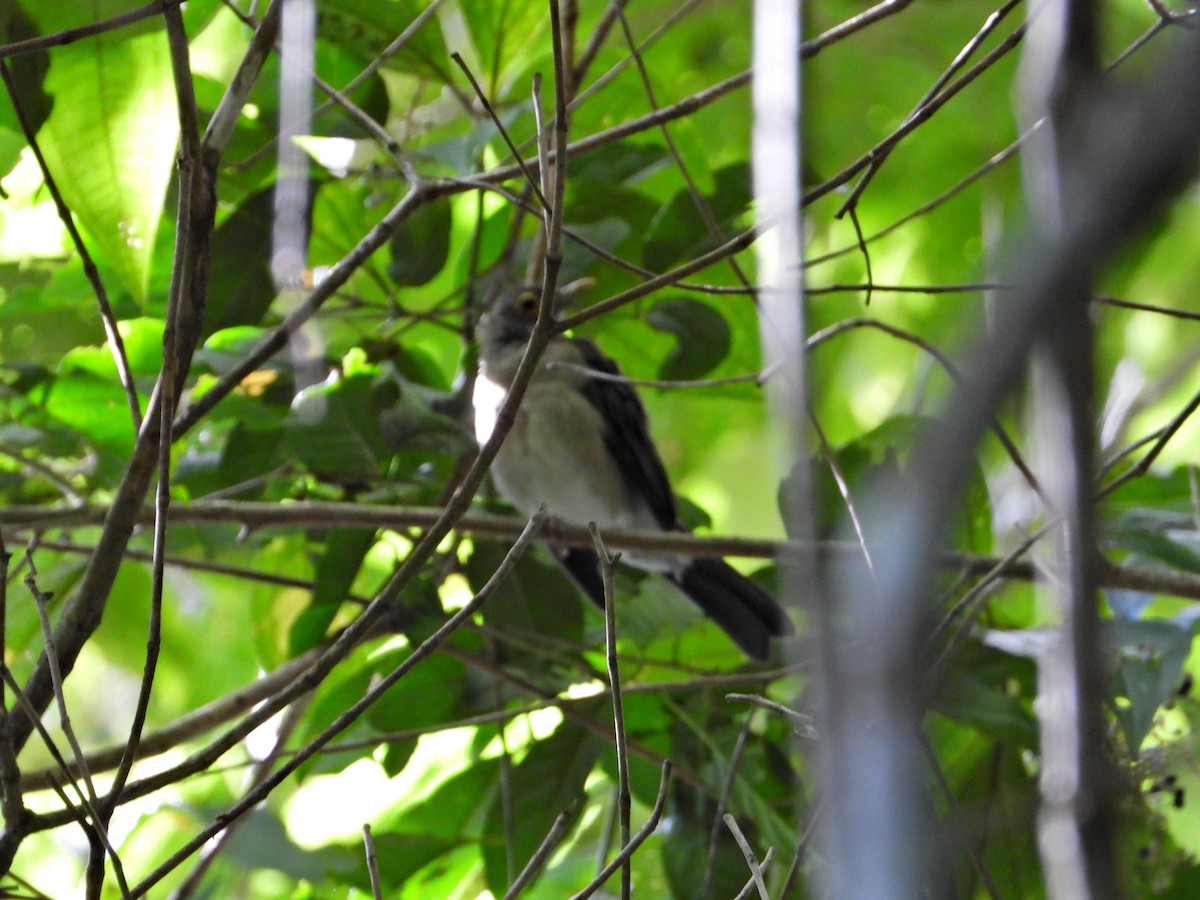 Spectacled Thrush - Ramon Mena