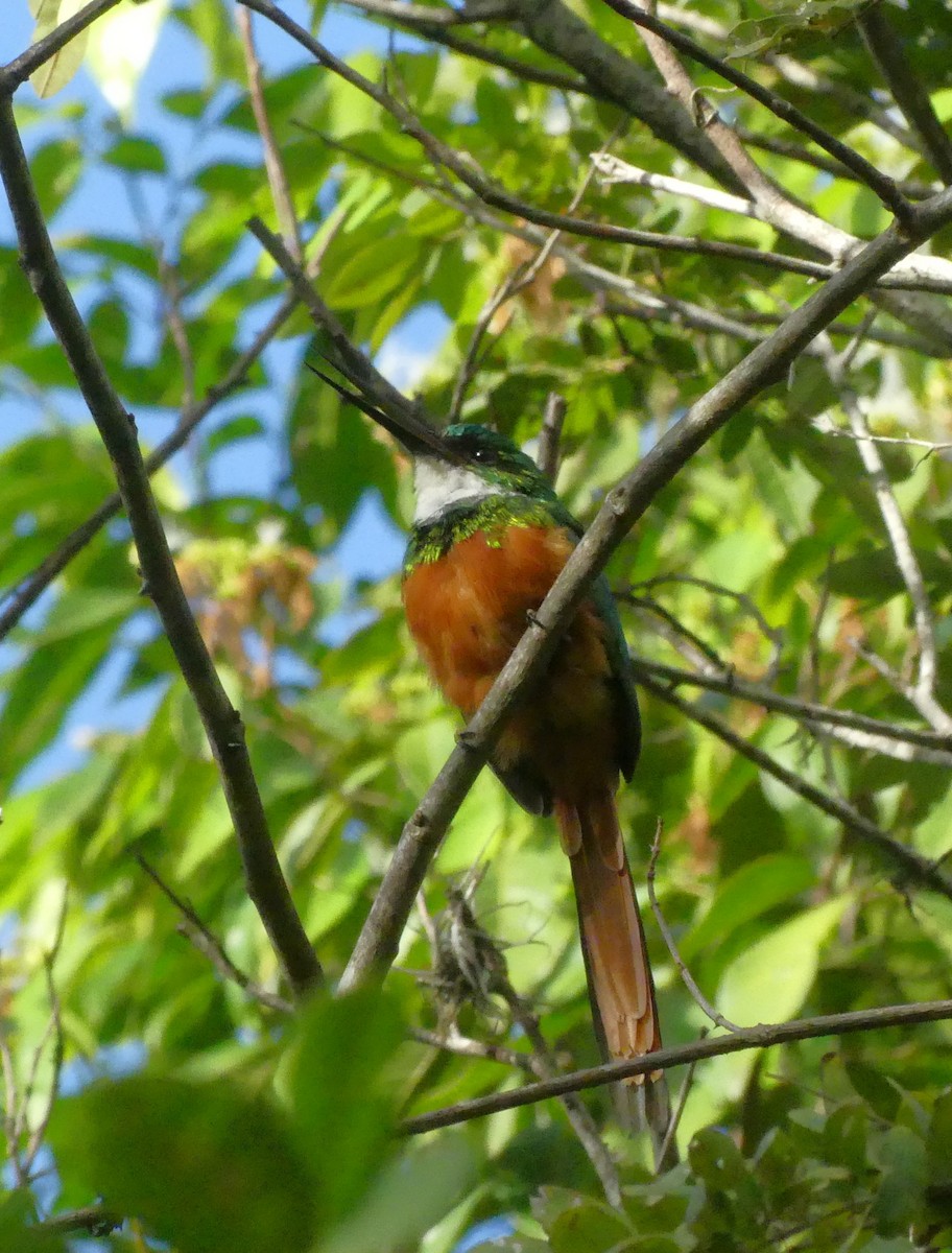 Rufous-tailed Jacamar - ML624026711