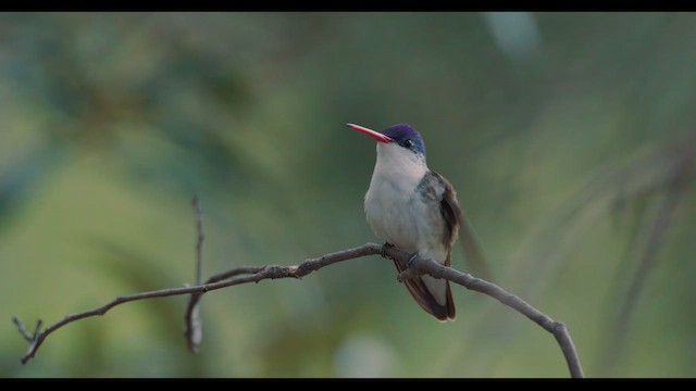 Mor Alınlı Kolibri - ML624026712