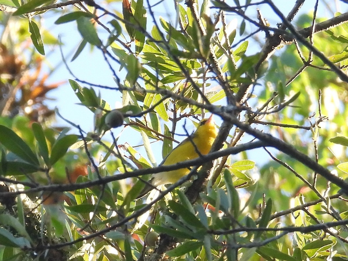 Blue-winged Warbler - Christine Rowland