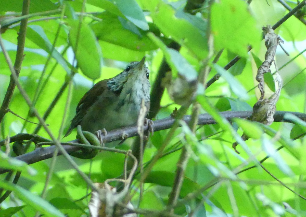 Rufous-and-white Wren - ML624026718