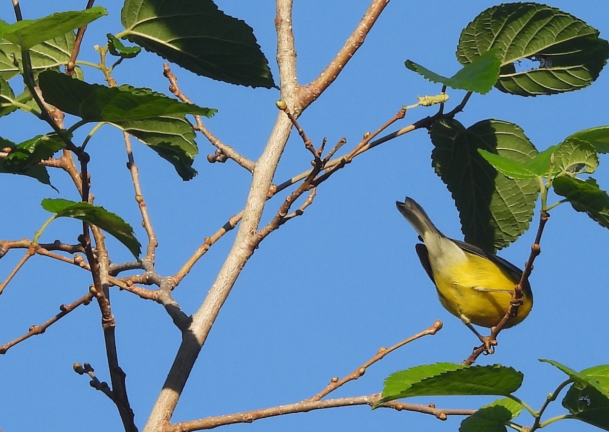 Blue-winged Warbler - ML624026719