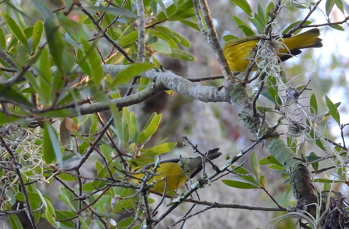 Blue-winged Warbler - ML624026723