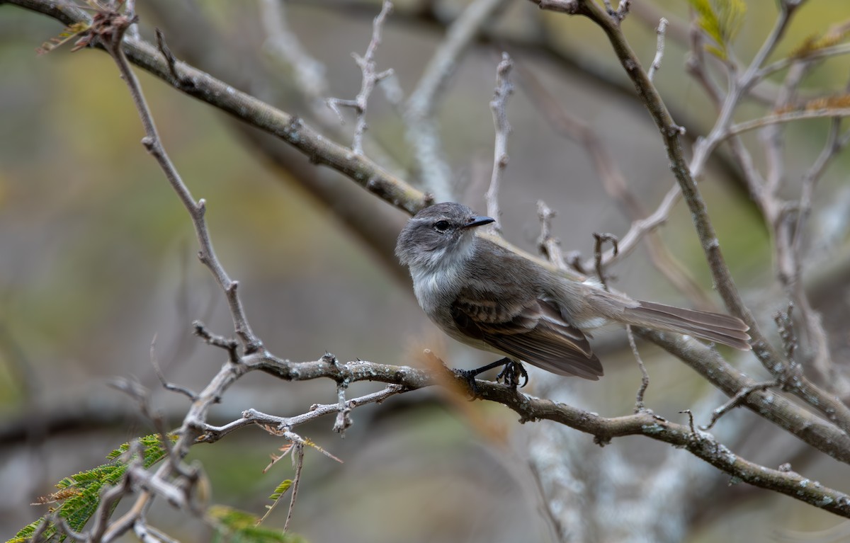 Marañon Tyrannulet - ML624026774