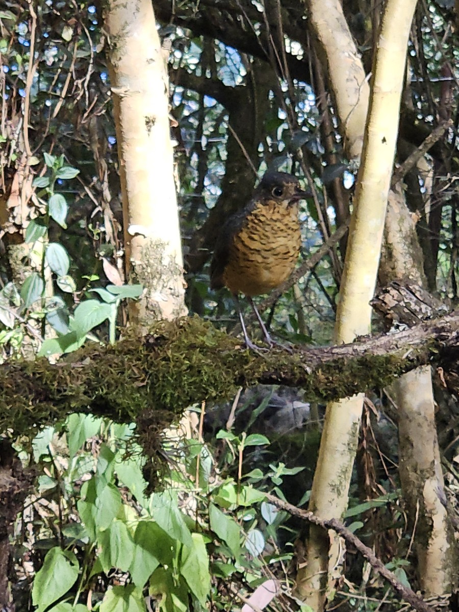 Undulated Antpitta - ML624026779