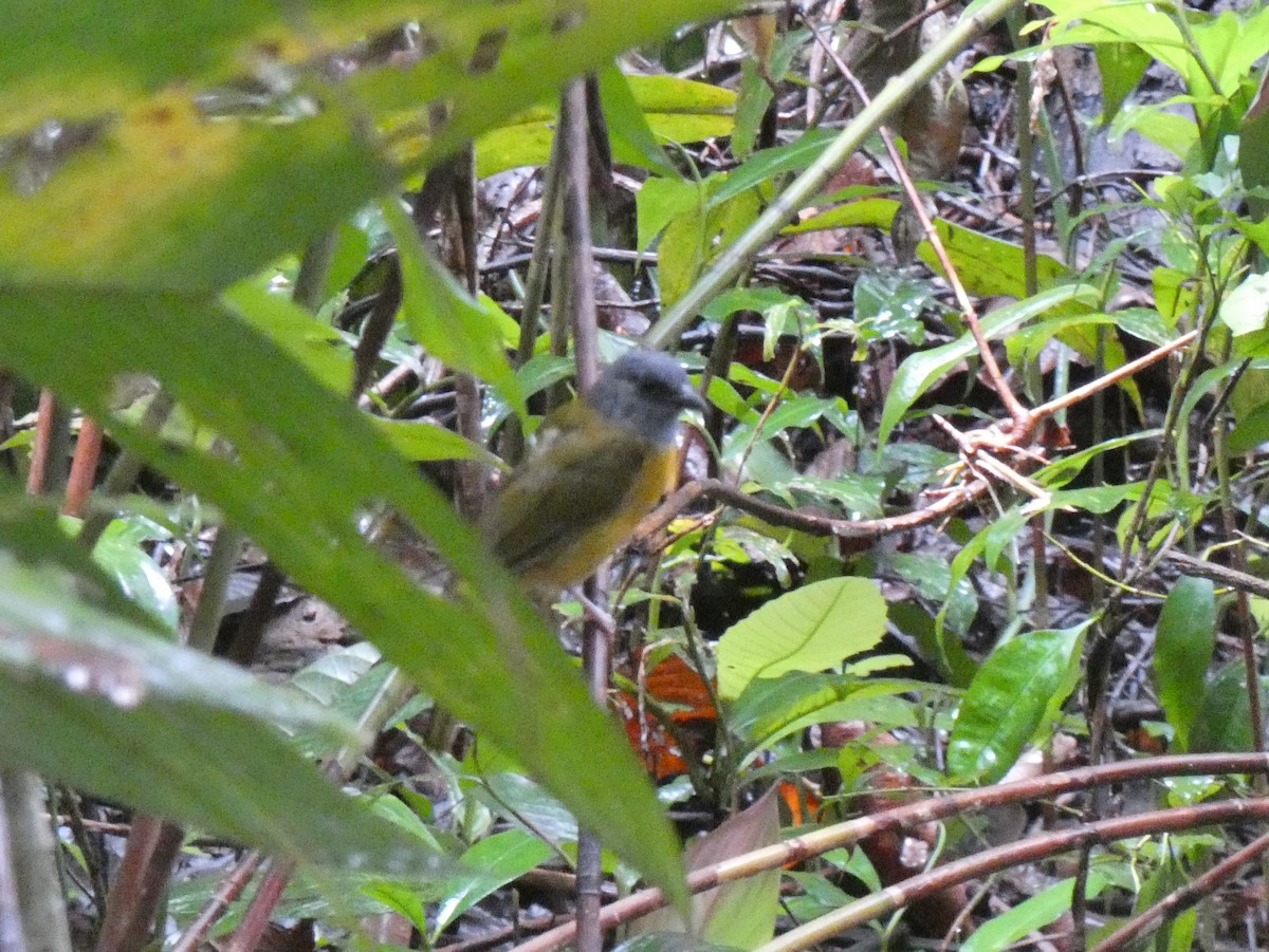 Gray-headed Tanager - ML624026781