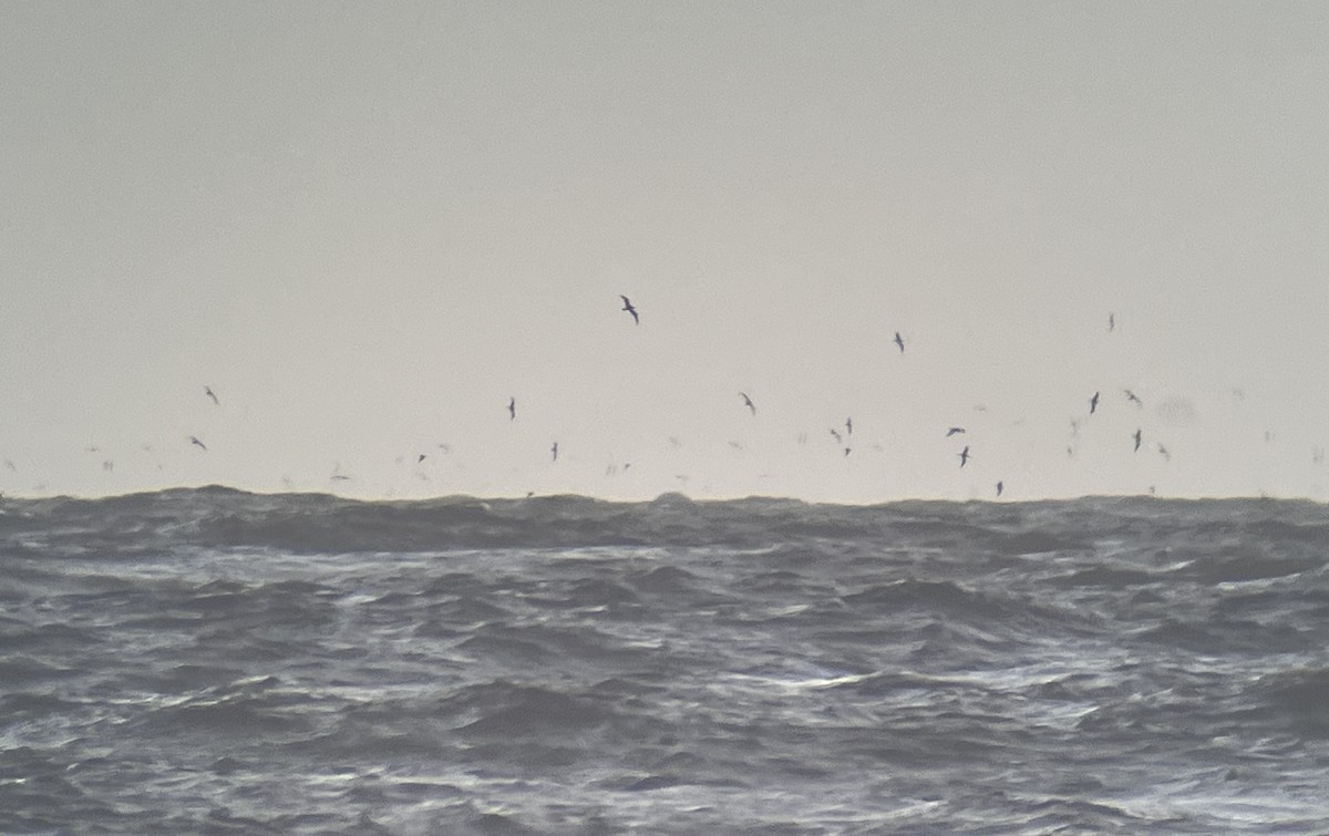 Wedge-tailed Shearwater - Kevin Kubach