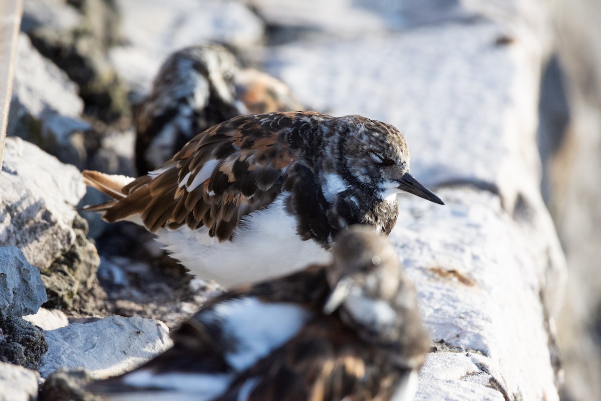 Ruddy Turnstone - ML624026814