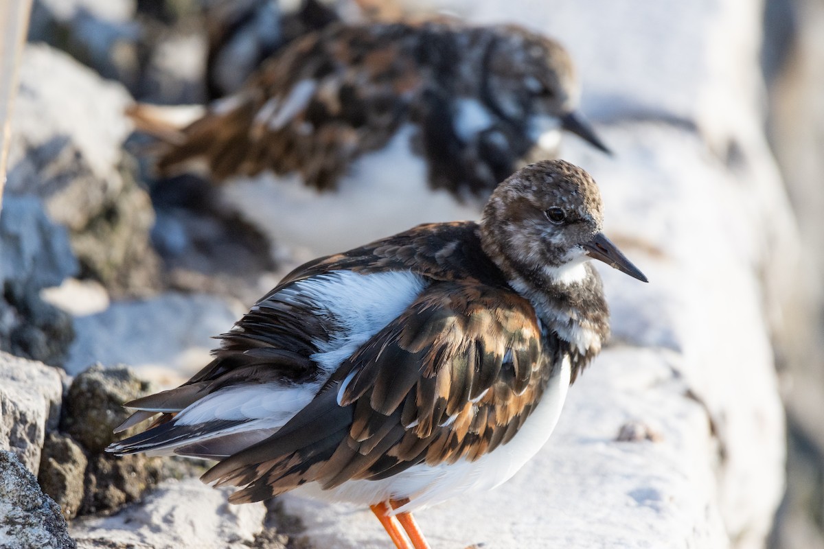 Ruddy Turnstone - ML624026815