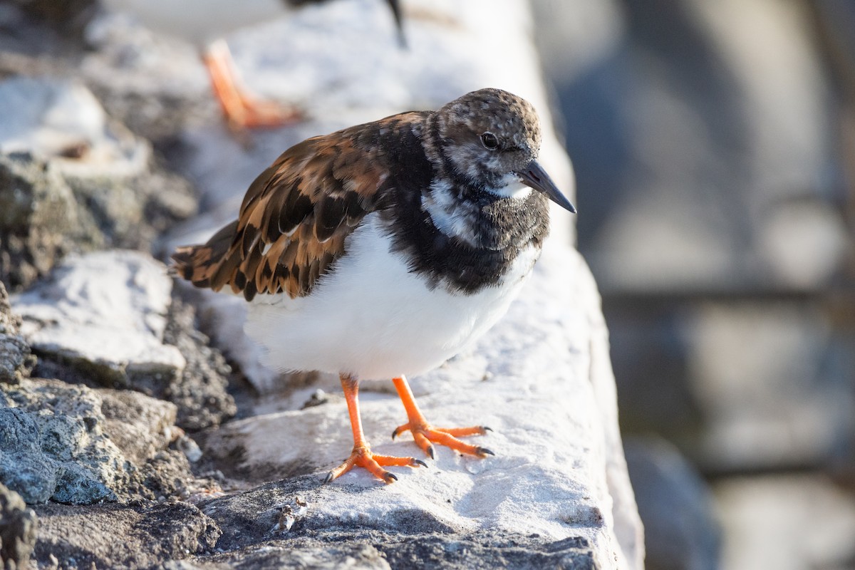 Ruddy Turnstone - ML624026816