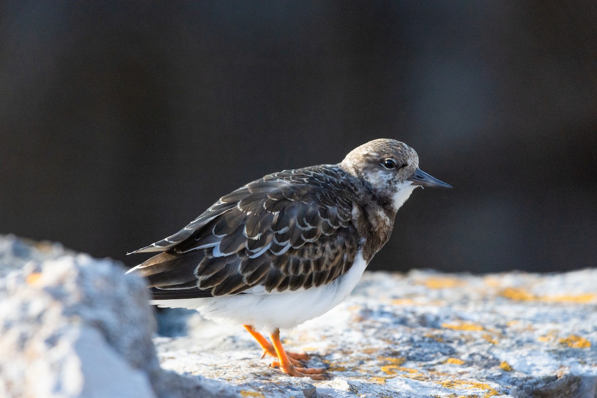 Ruddy Turnstone - ML624026817