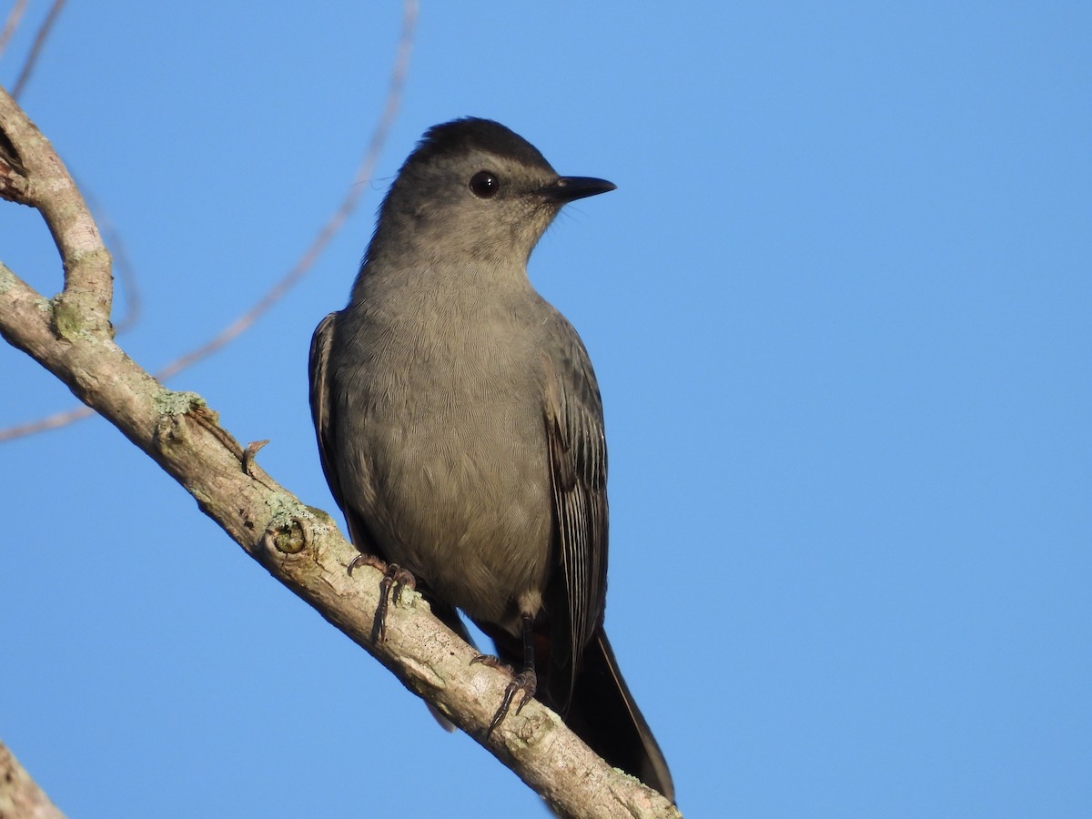 Gray Catbird - ML624026825