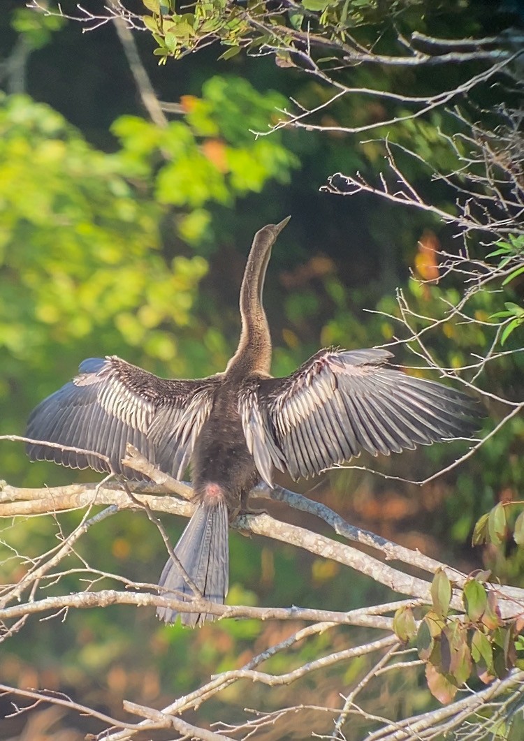 anhinga americká - ML624026829