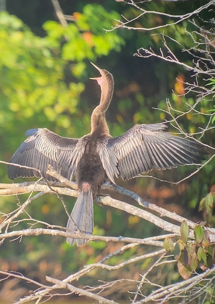 anhinga americká - ML624026830